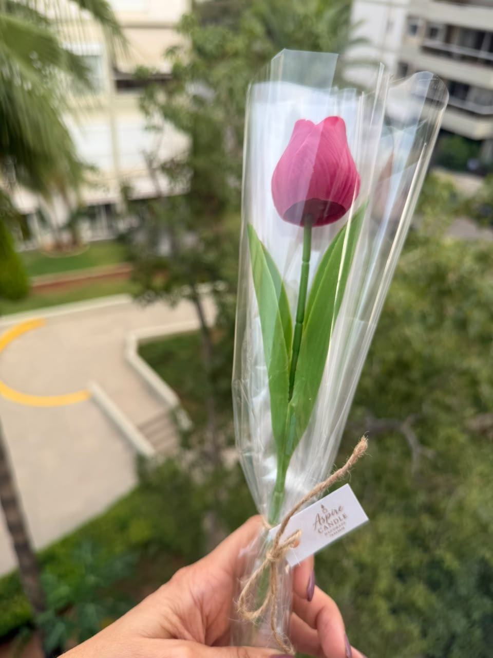 Tulip Kiss